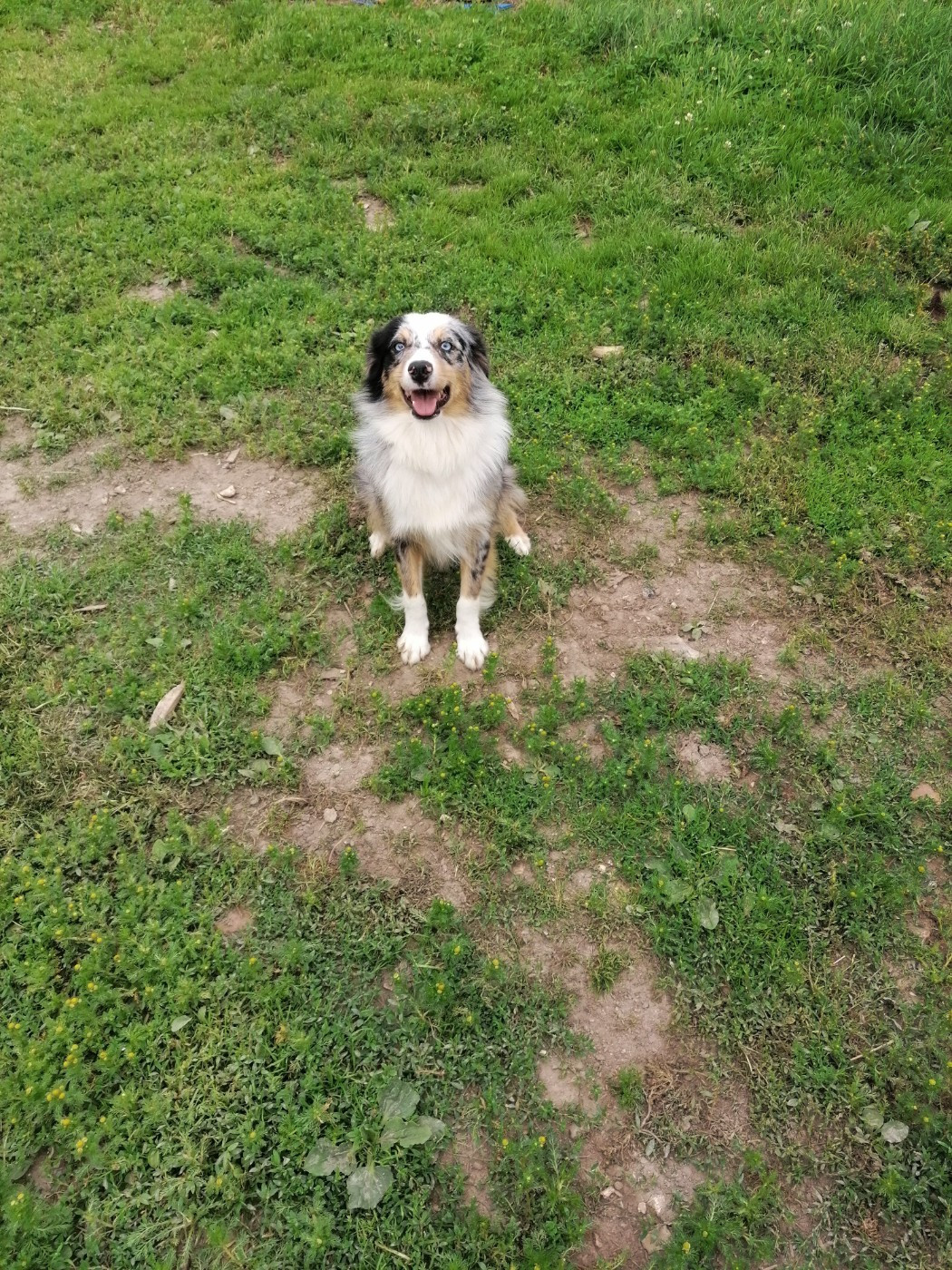 Sybelle De La Bernaquiere