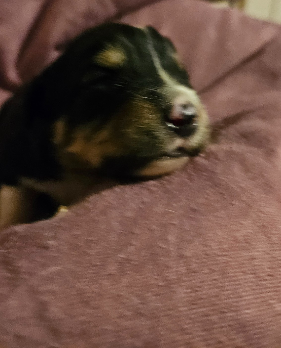 De La Bernaquiere - Chiots disponibles - Berger Américain Miniature 