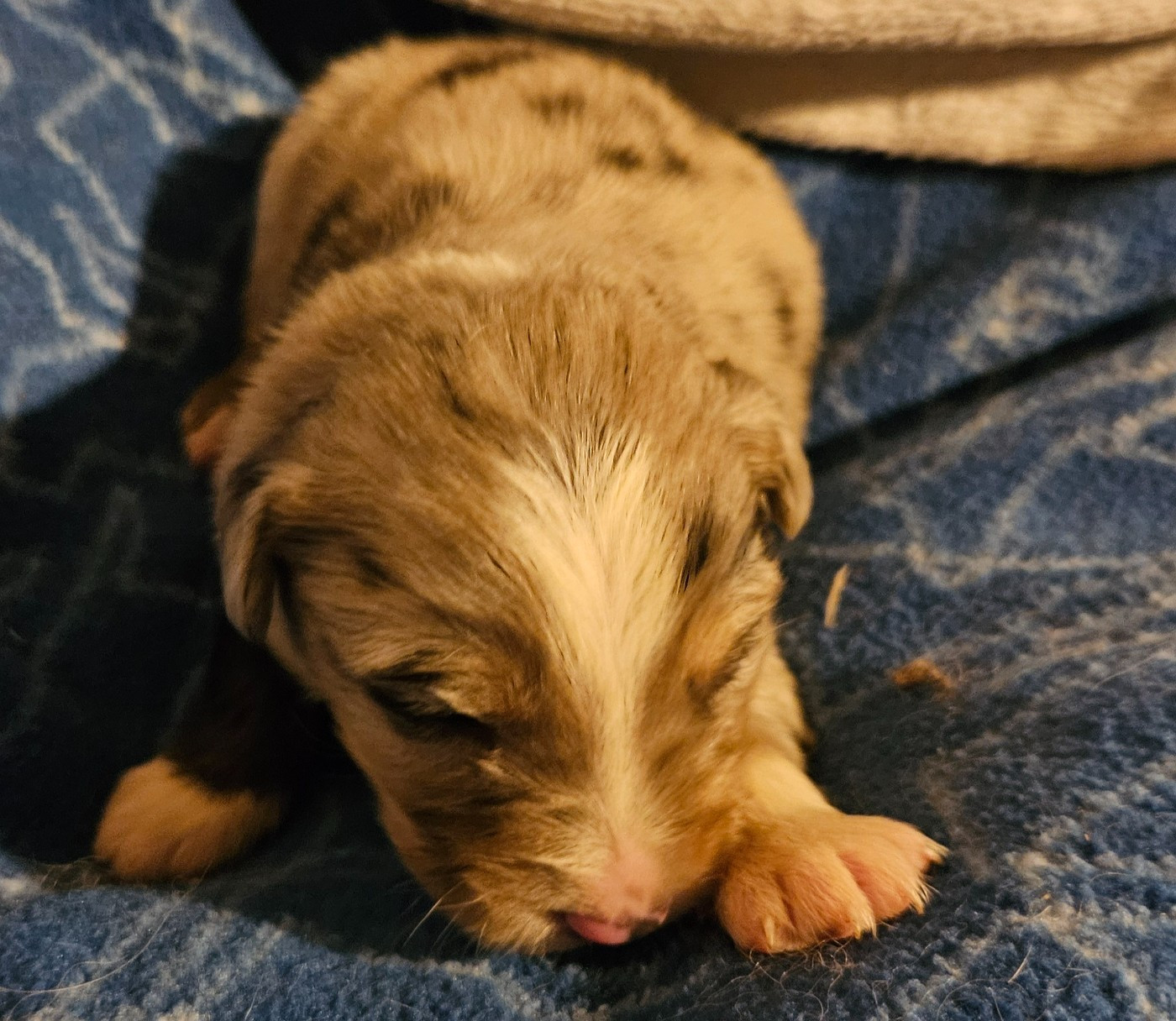 De La Bernaquiere - Chiots disponibles - Berger Américain Miniature 