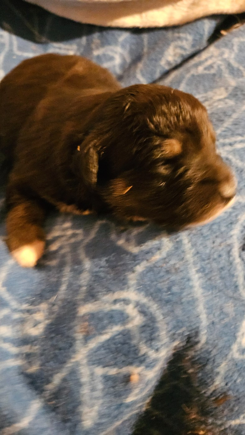 De La Bernaquiere - Chiots disponibles - Berger Américain Miniature 