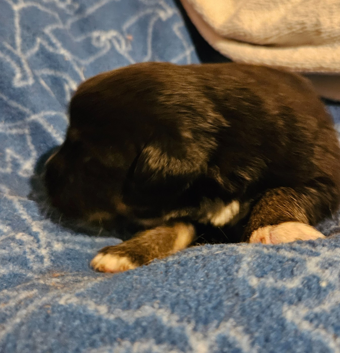 De La Bernaquiere - Chiots disponibles - Berger Américain Miniature 