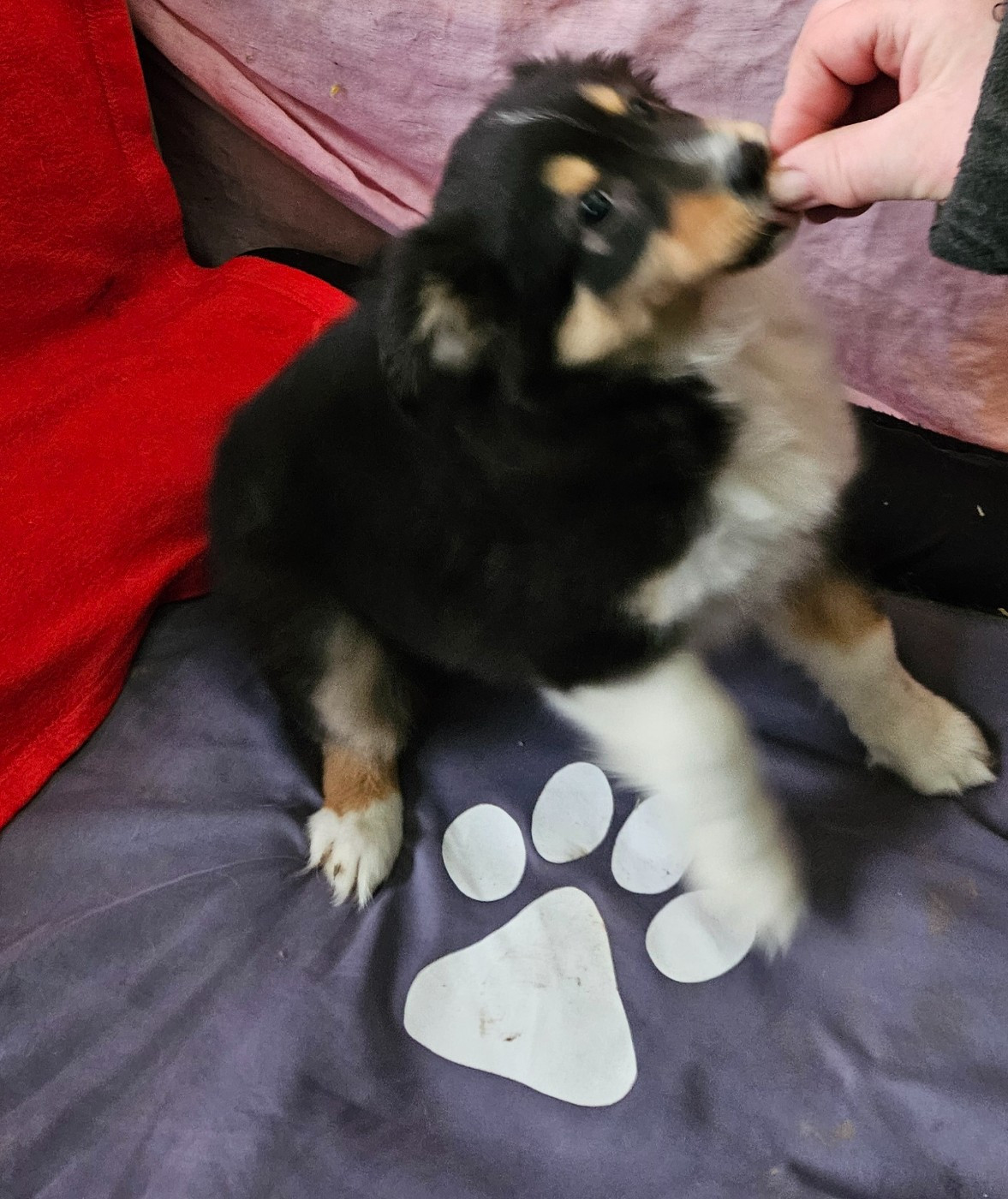 De La Bernaquiere - Chiots disponibles - Berger Américain Miniature 