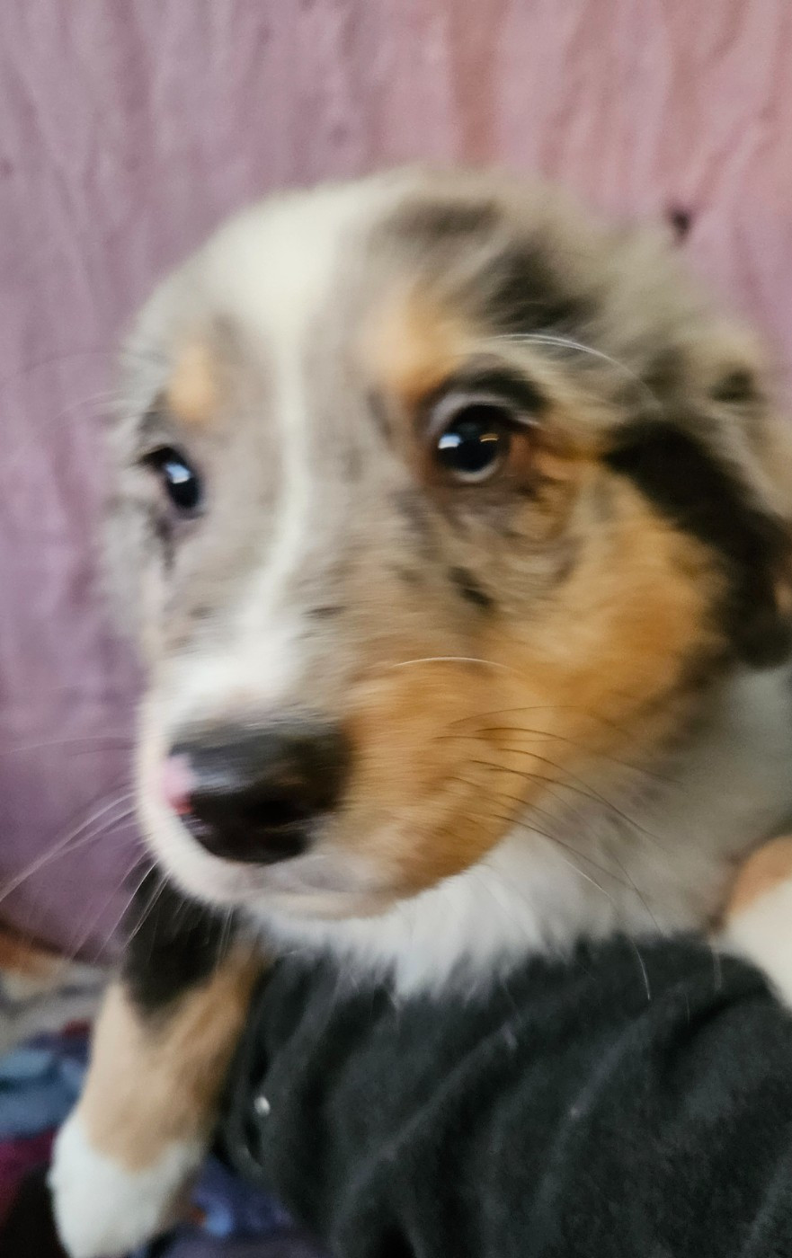 De La Bernaquiere - Chiots disponibles - Berger Américain Miniature 