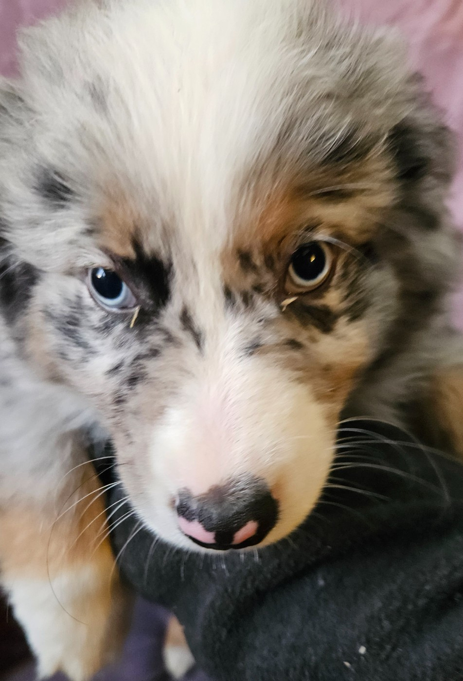 De La Bernaquiere - Chiots disponibles - Berger Américain Miniature 