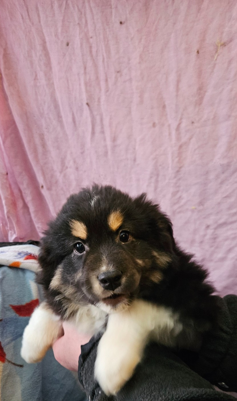 De La Bernaquiere - Chiots disponibles - Berger Américain Miniature 