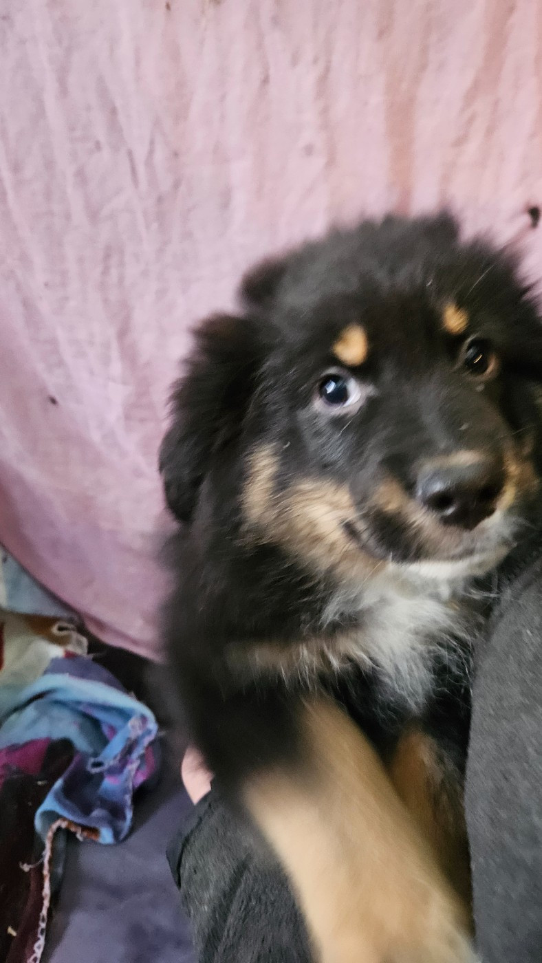 De La Bernaquiere - Chiots disponibles - Berger Américain Miniature 