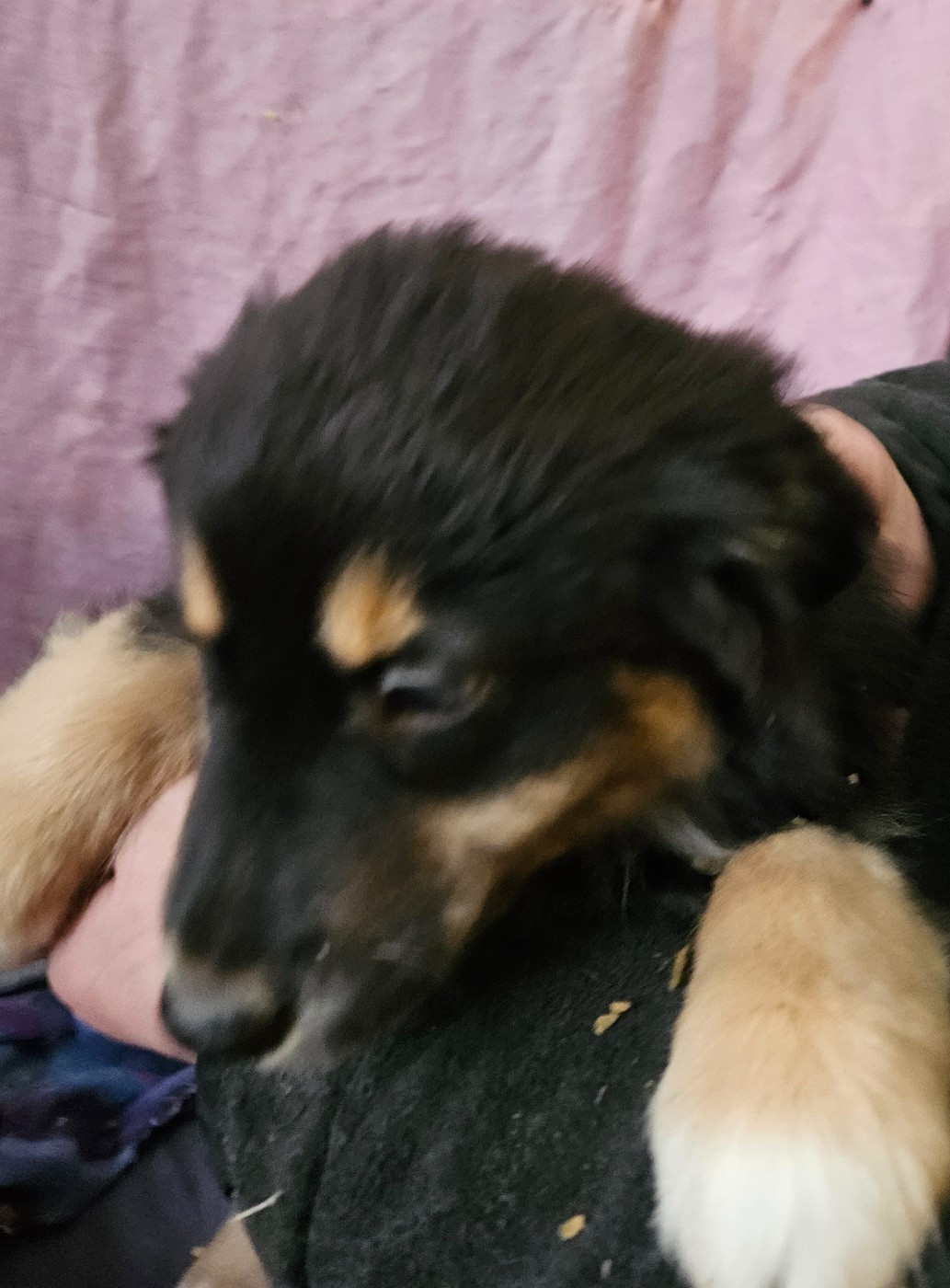 De La Bernaquiere - Chiots disponibles - Berger Américain Miniature 