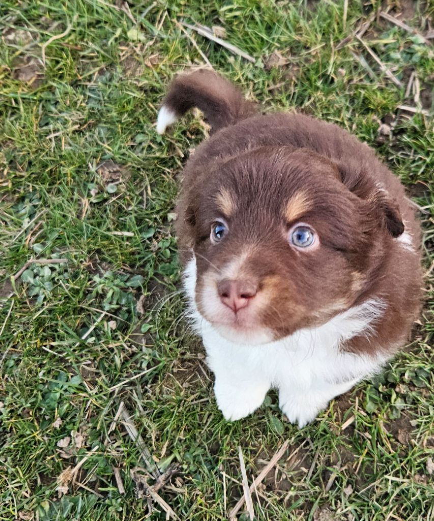 De La Bernaquiere - Chiots disponibles - Berger Américain Miniature 